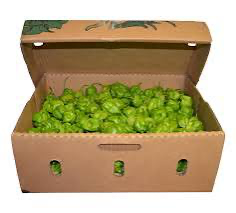 Fresh Green Habanero Pepper Spicy & Aromatic Chili