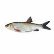 Croaker Cut & Cleaned – Mild-Flavored Fish Ready for Soups, Stews & Frying