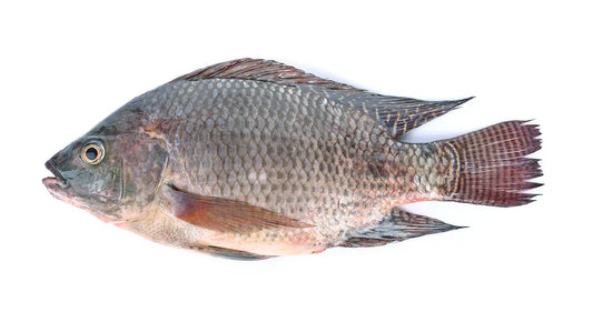 Fresh Tilapia Fish – Mild, Versatile Fish Perfect for Grilling, Stews & Frying